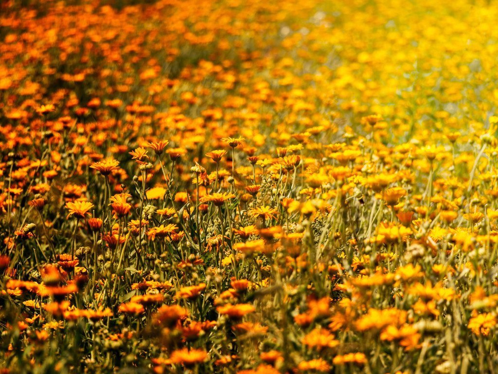 Ringblomstolje 1:2 ekstrakt (økologisk) - Aromateket