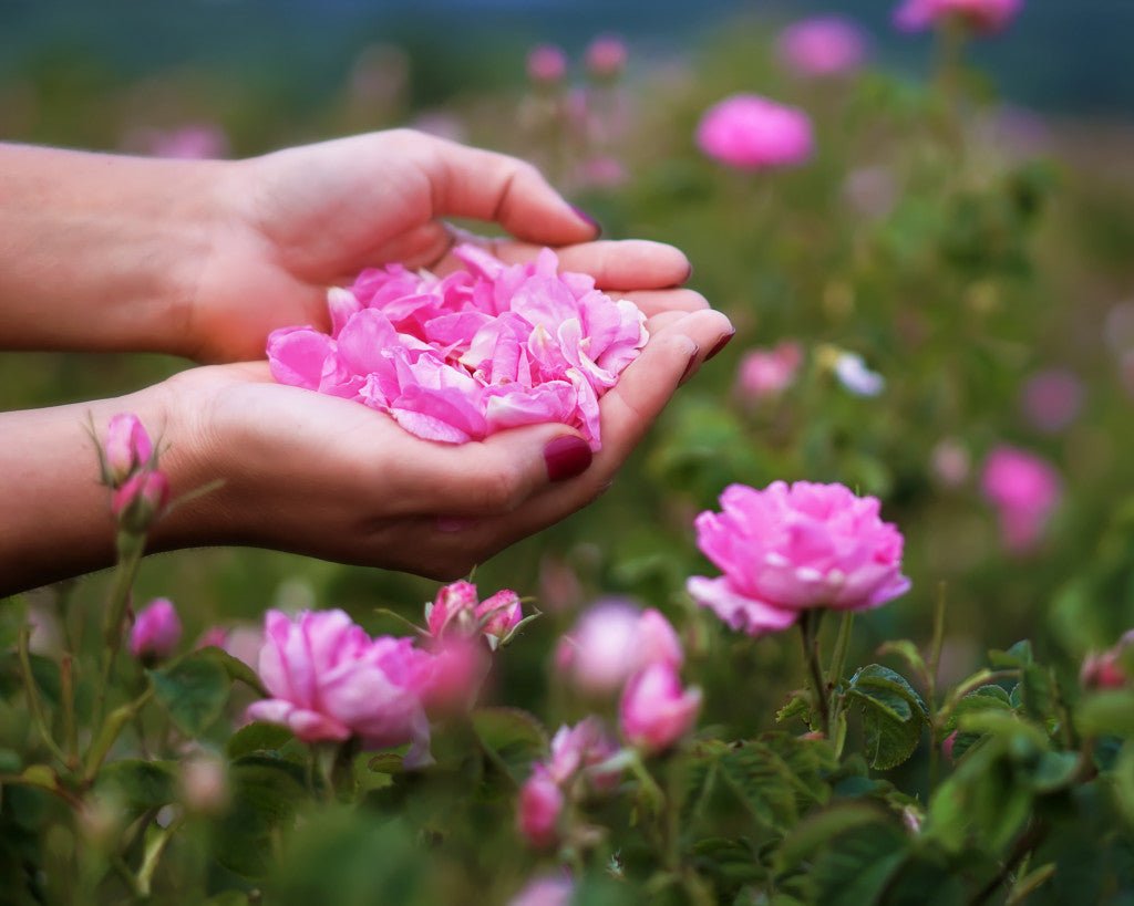 Rose damask absolutt - Aromateket