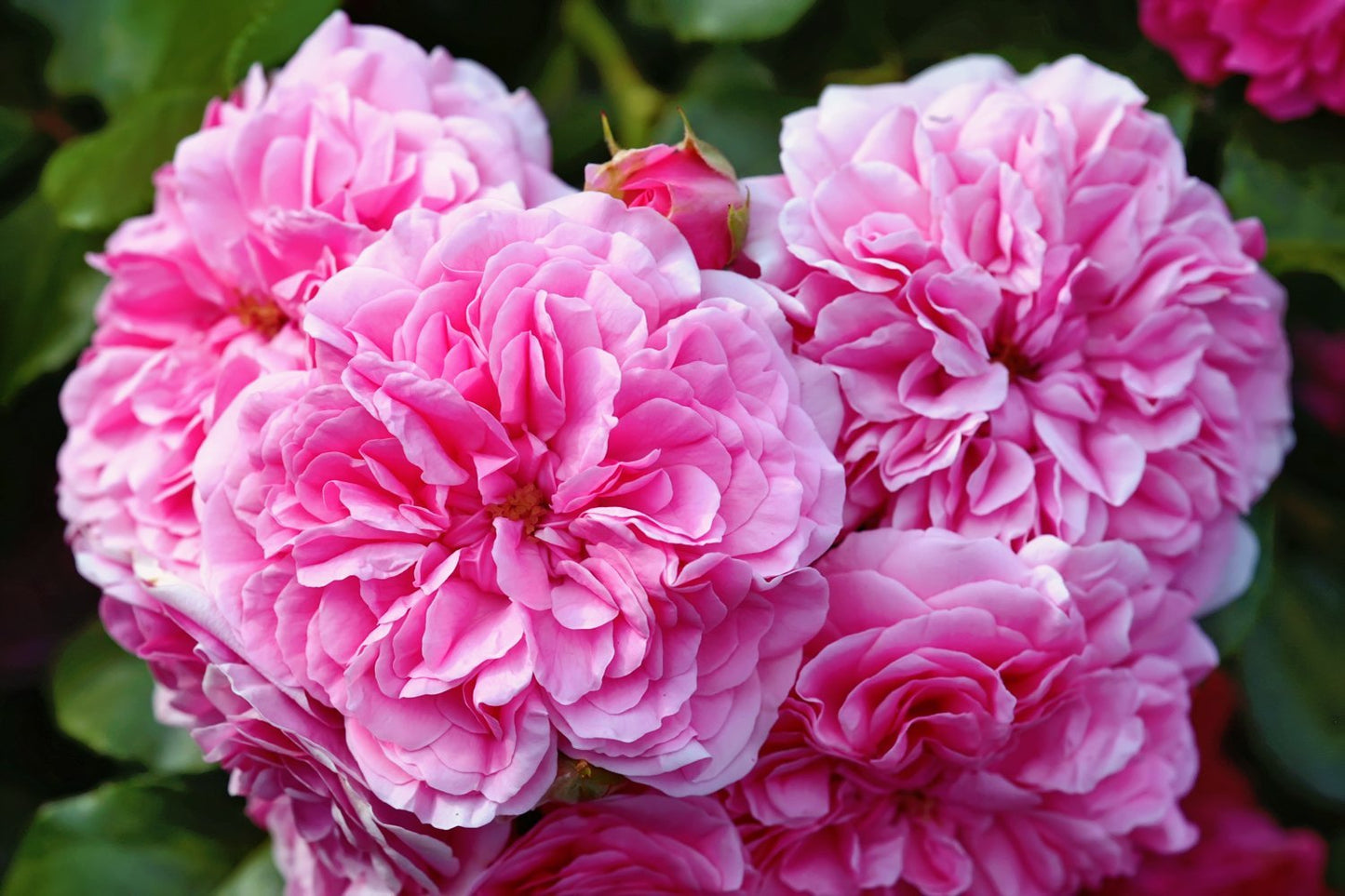 Rose de Mai absolutt 10 % - Aromateket