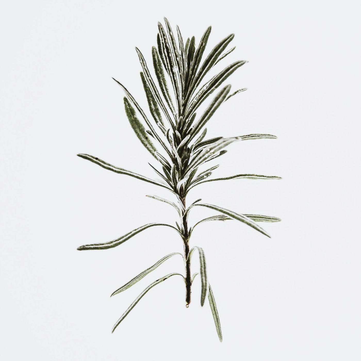 Rosmarin 1,8 cineole eterisk olje - økologisk - Aromateket