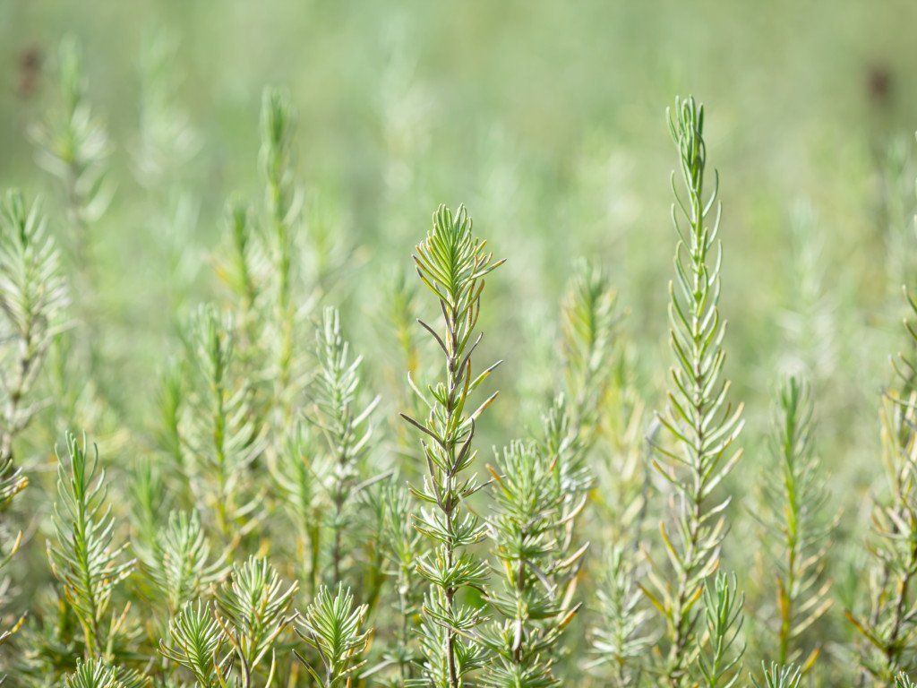 Rosmarinekstrakt, økologisk antioksidant - Aromateket