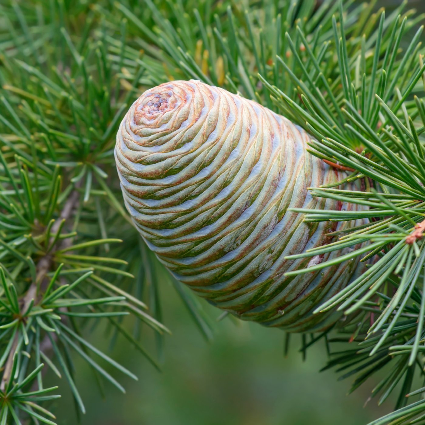 Sedertre (atlasseder) eterisk olje (vilthøstet) - Aromateket