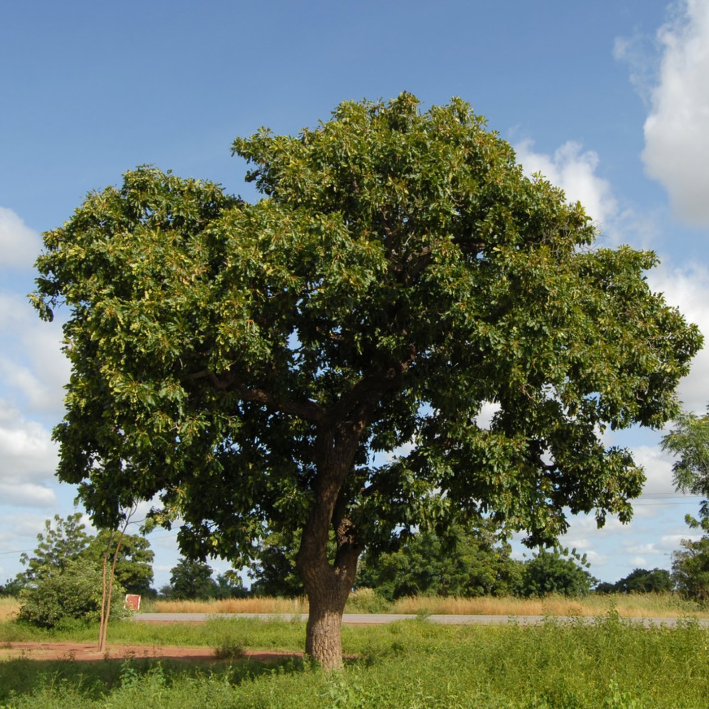 Sheasmør (uraffinert jomfruolje) - Aromateket