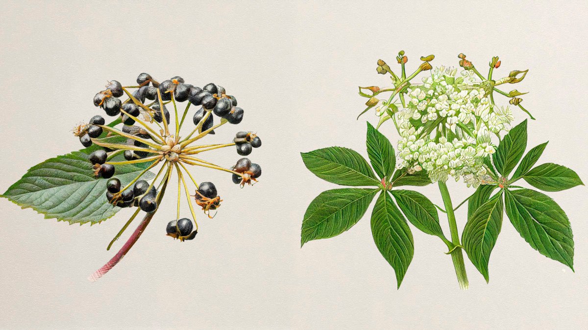 Eleuthero 1:1 tinktur (økologisk) - Aromateket
