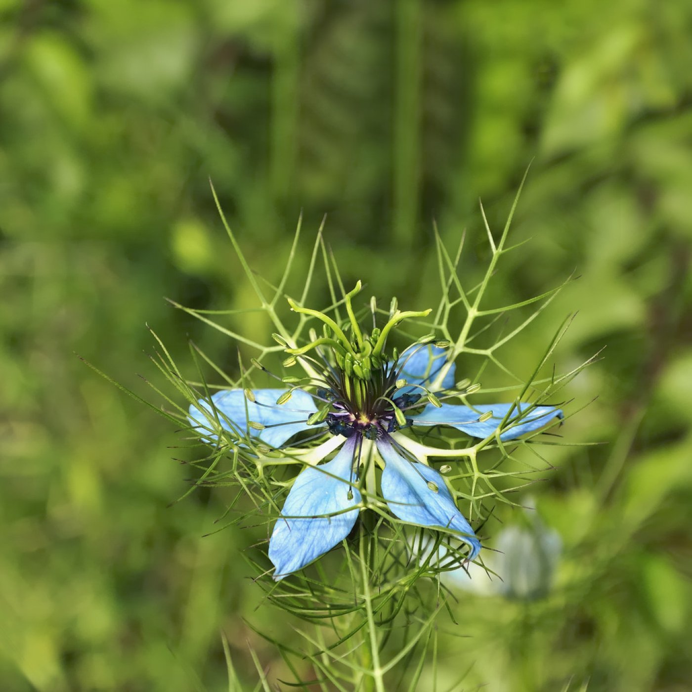 Svartfrøolje (økologisk, kaldpresset jomfruolje) - Aromateket