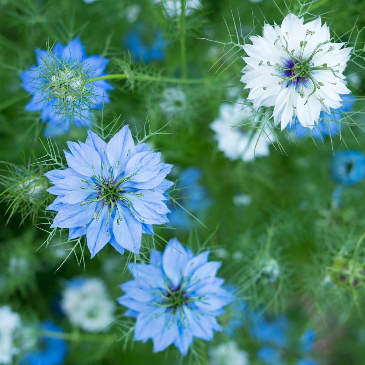 Svartfrøolje (økologisk, kaldpresset jomfruolje) - Aromateket