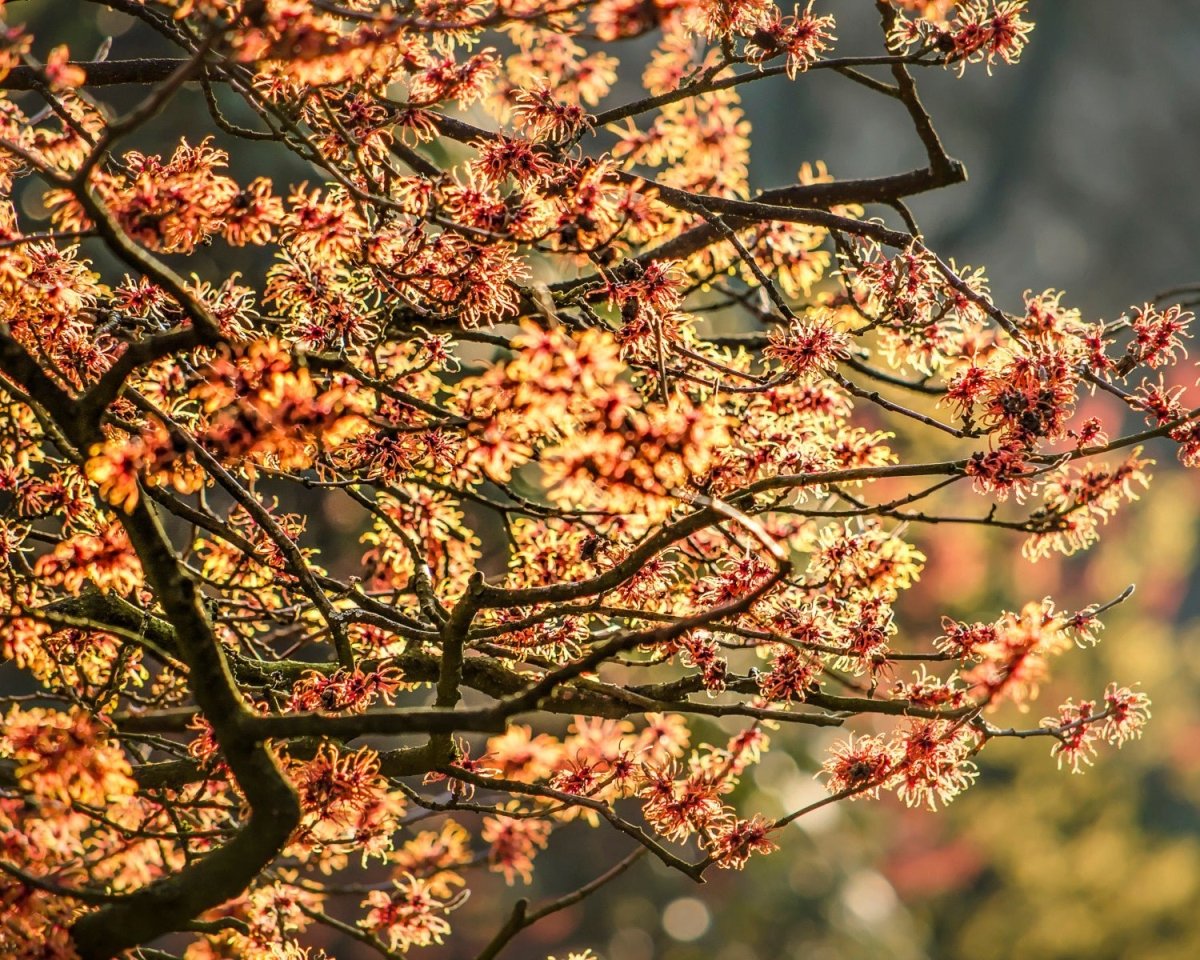 Trollhassel hydrolat (økologisk blomstervann) - Aromateket