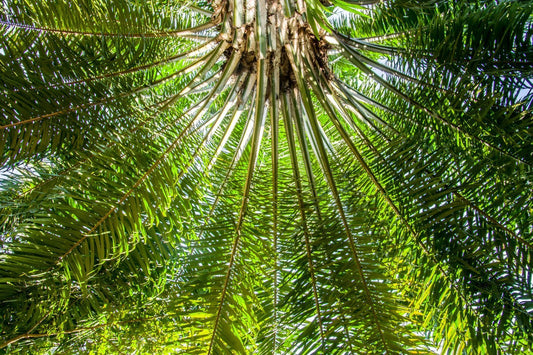 Hvorfor selger Aromateket palmeolje? - Aromateket