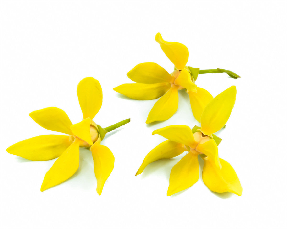 Ylang-Ylang duftolje