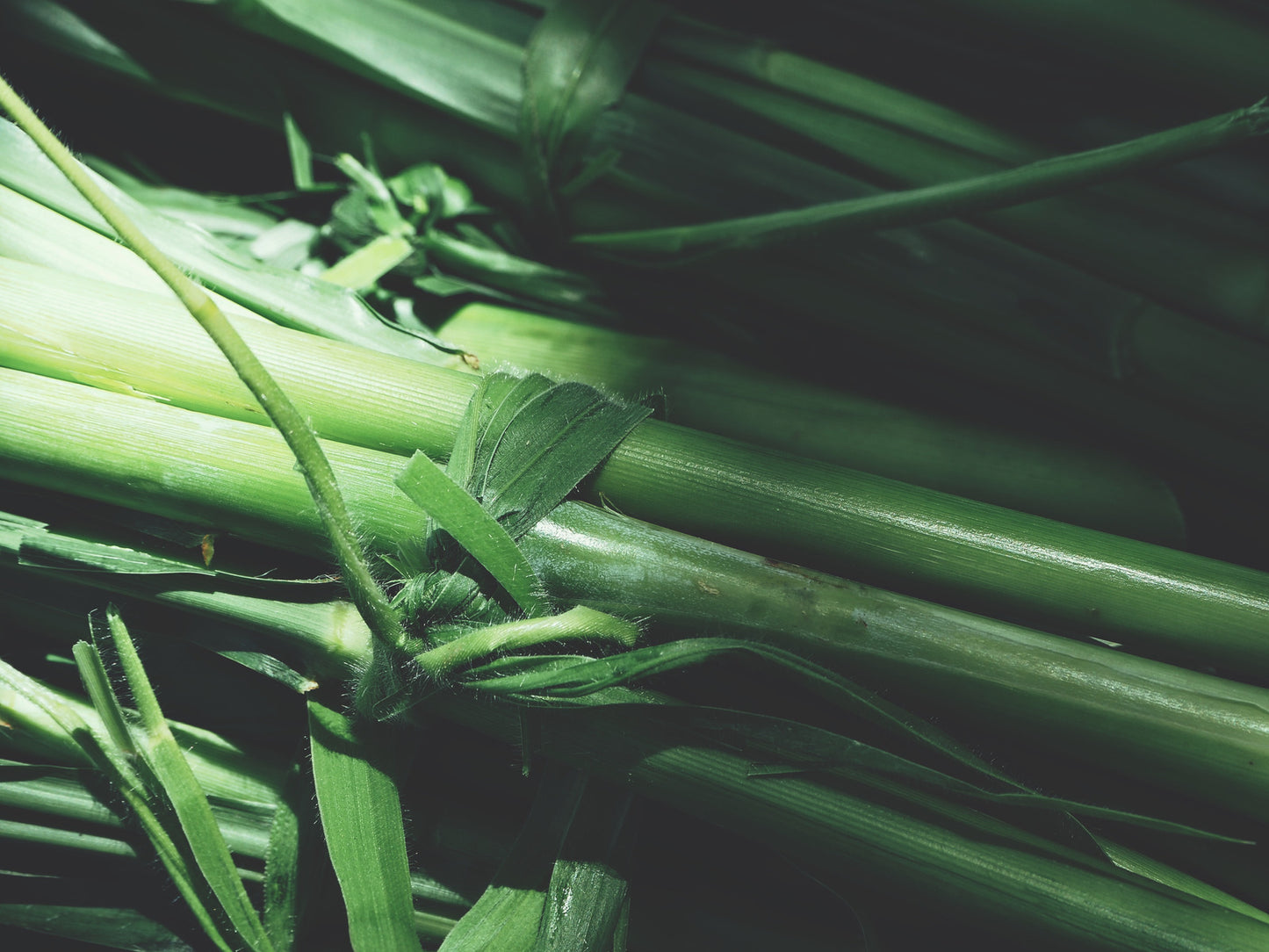 Vetiver eterisk olje fra Haiti