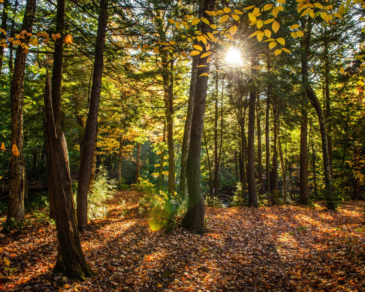 Skog duftolje