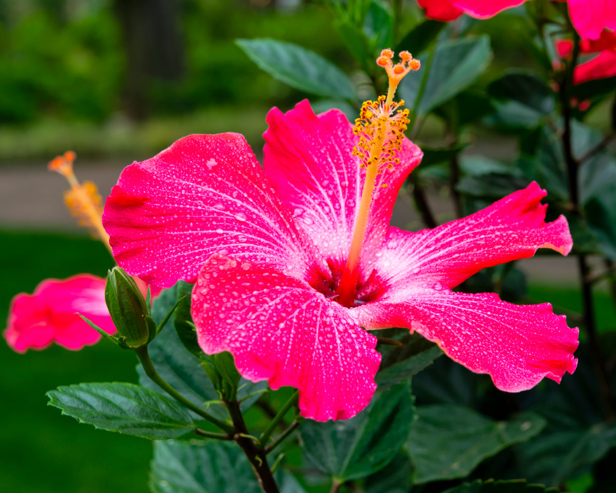 Hibiskus duftolje