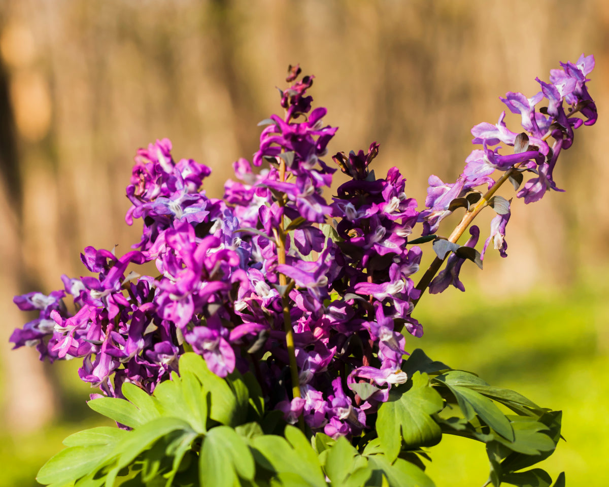 Patchouli duftolje