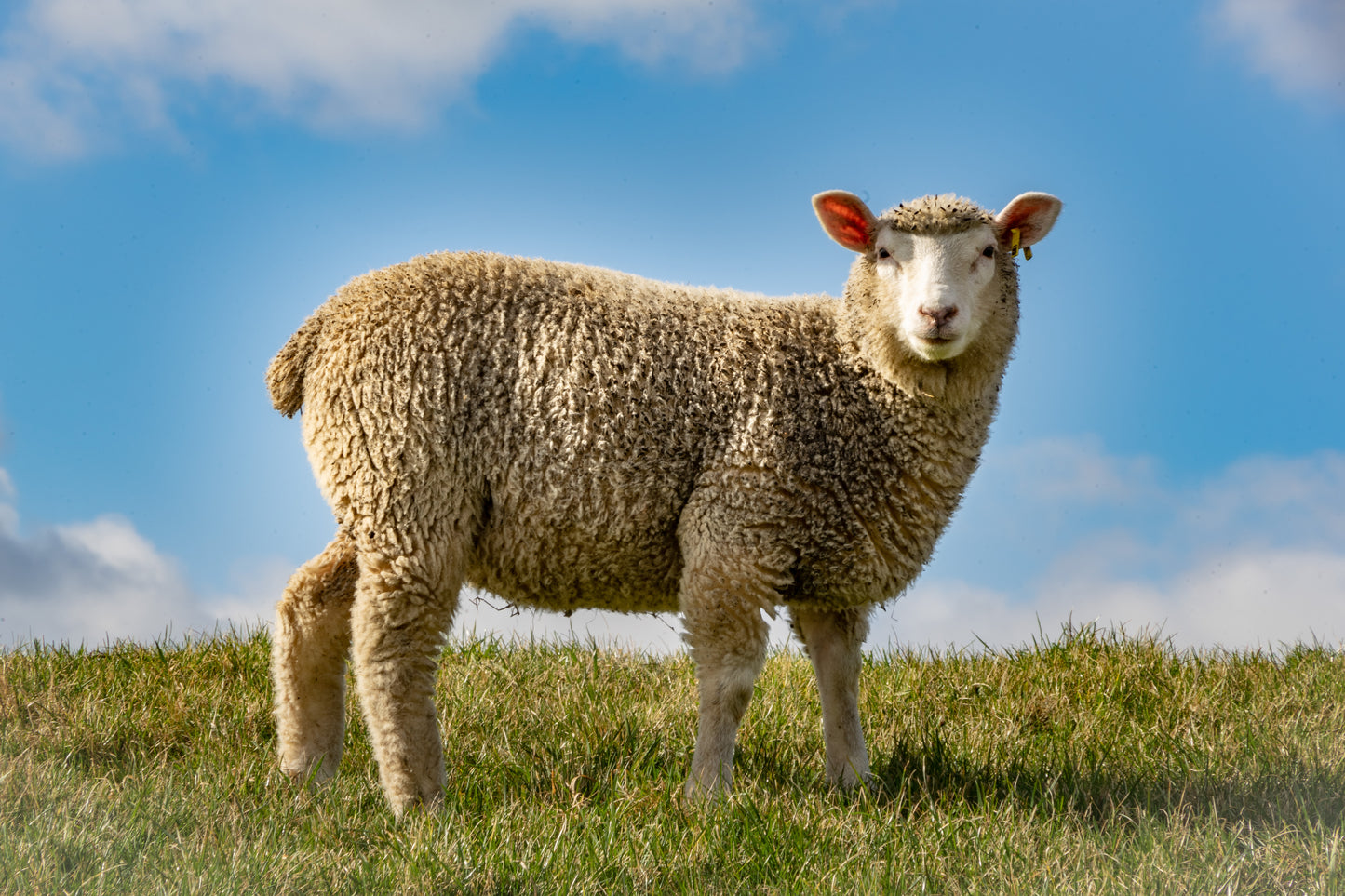 Lanolin mulesingfri Ph. Eur.