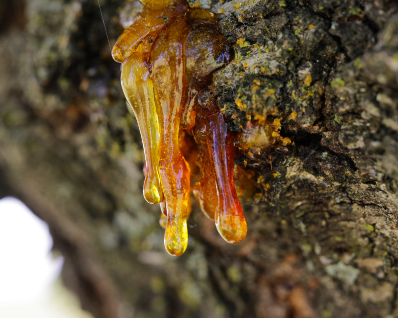 Rav absolutt (Amber, styrax)