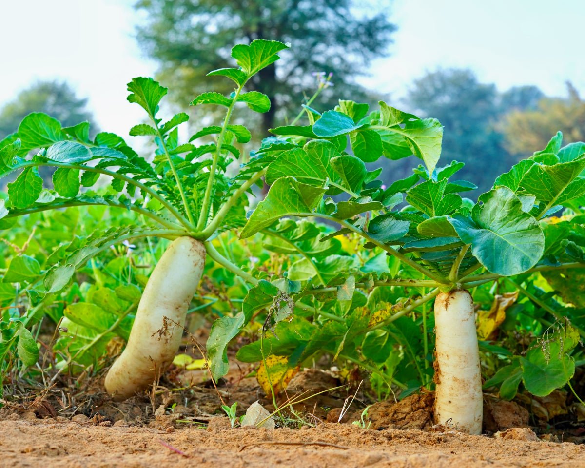 Daikon Seed Extract - Aromateket