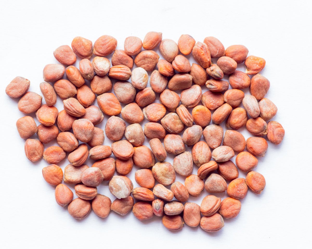 Daikon Seed Extract - Aromateket