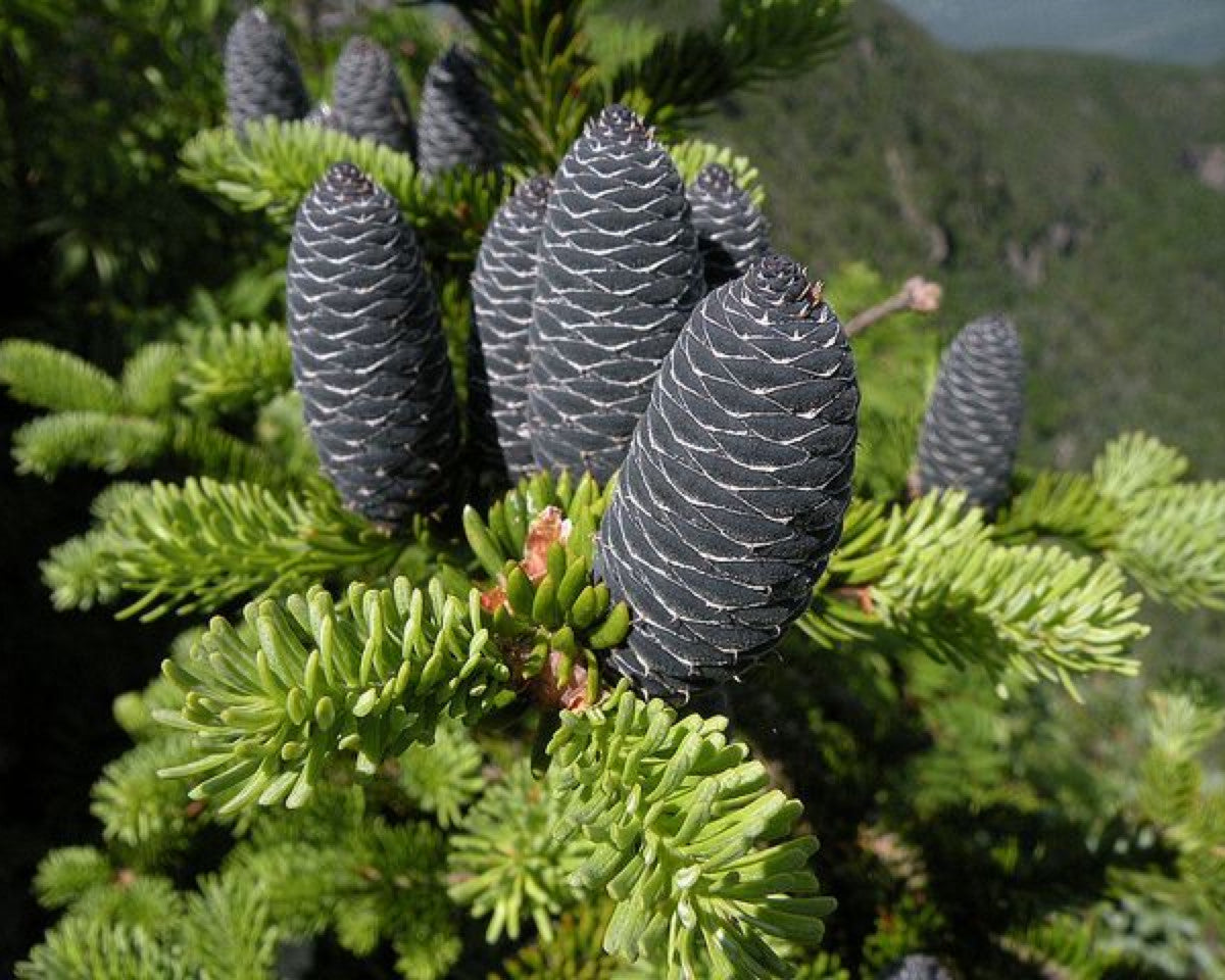 Balsamgran eterisk olje (økologisk)