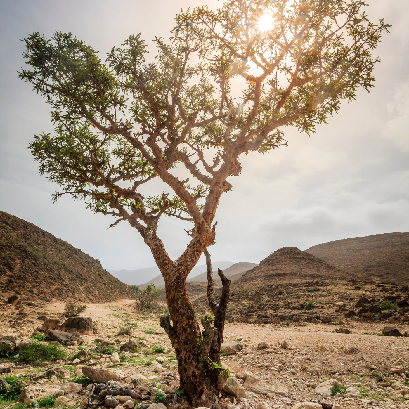 Frankincense serrata eterisk olje - Aromateket