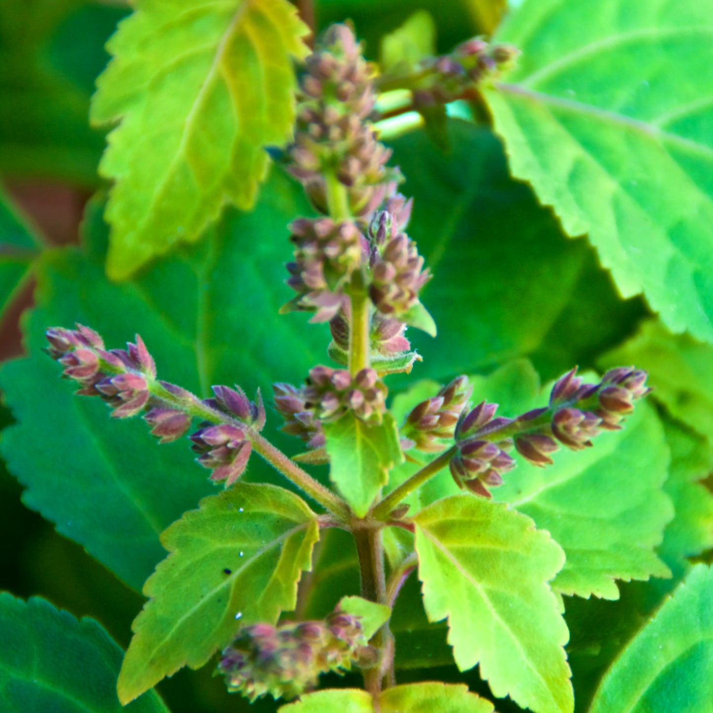 Patchouli (lys) eterisk olje (økologisk) - Aromateket