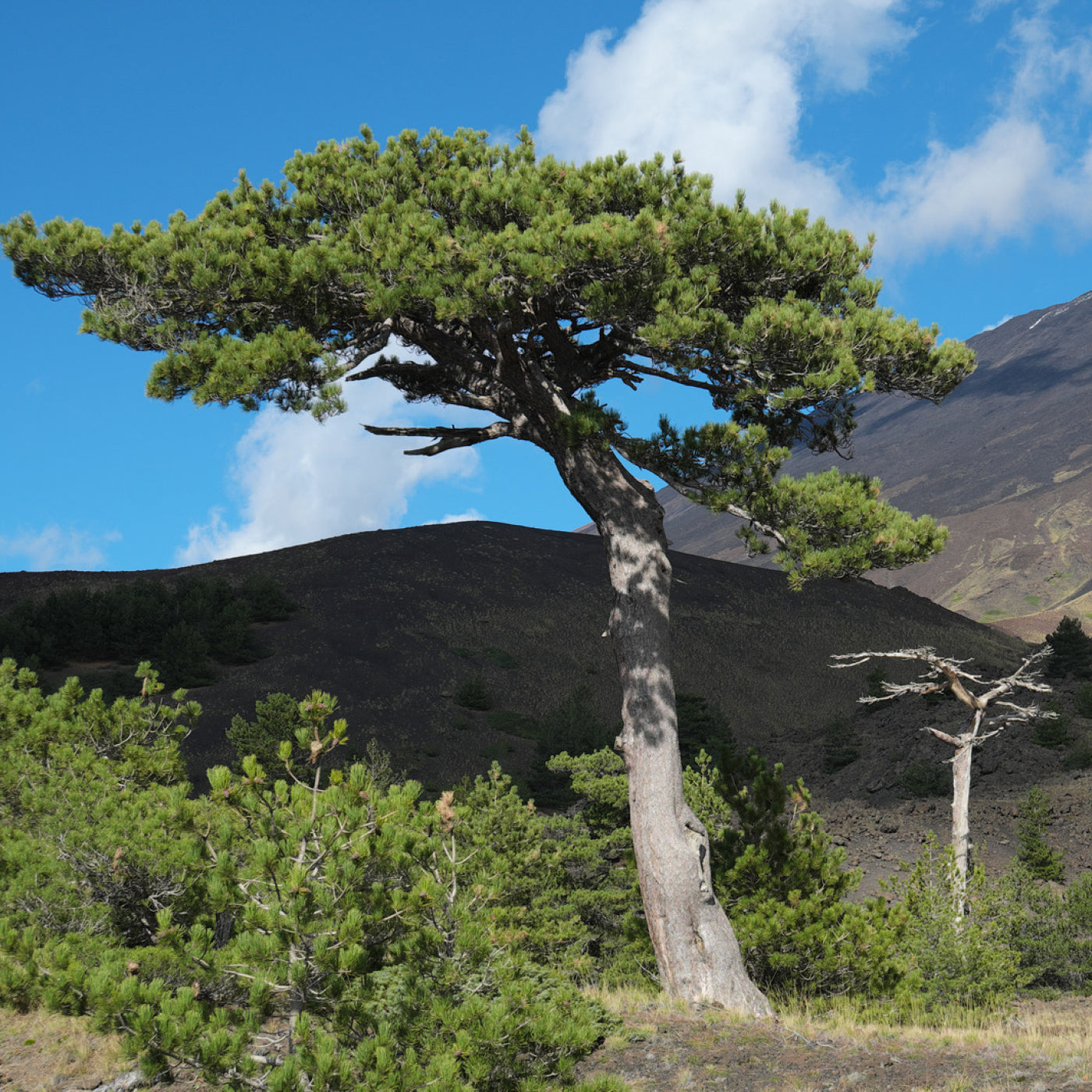 Furu eterisk olje - Aromateket