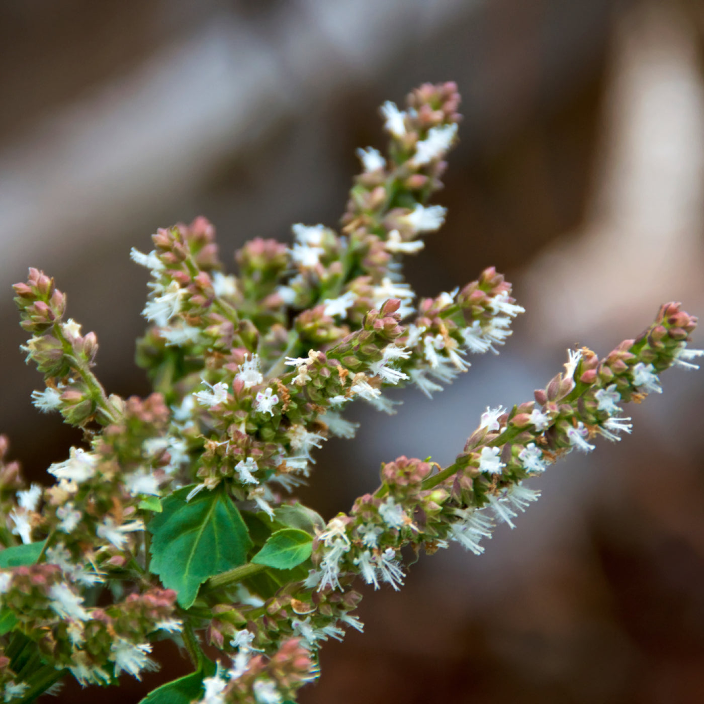 Patchouli (lys) eterisk olje (økologisk) - Aromateket