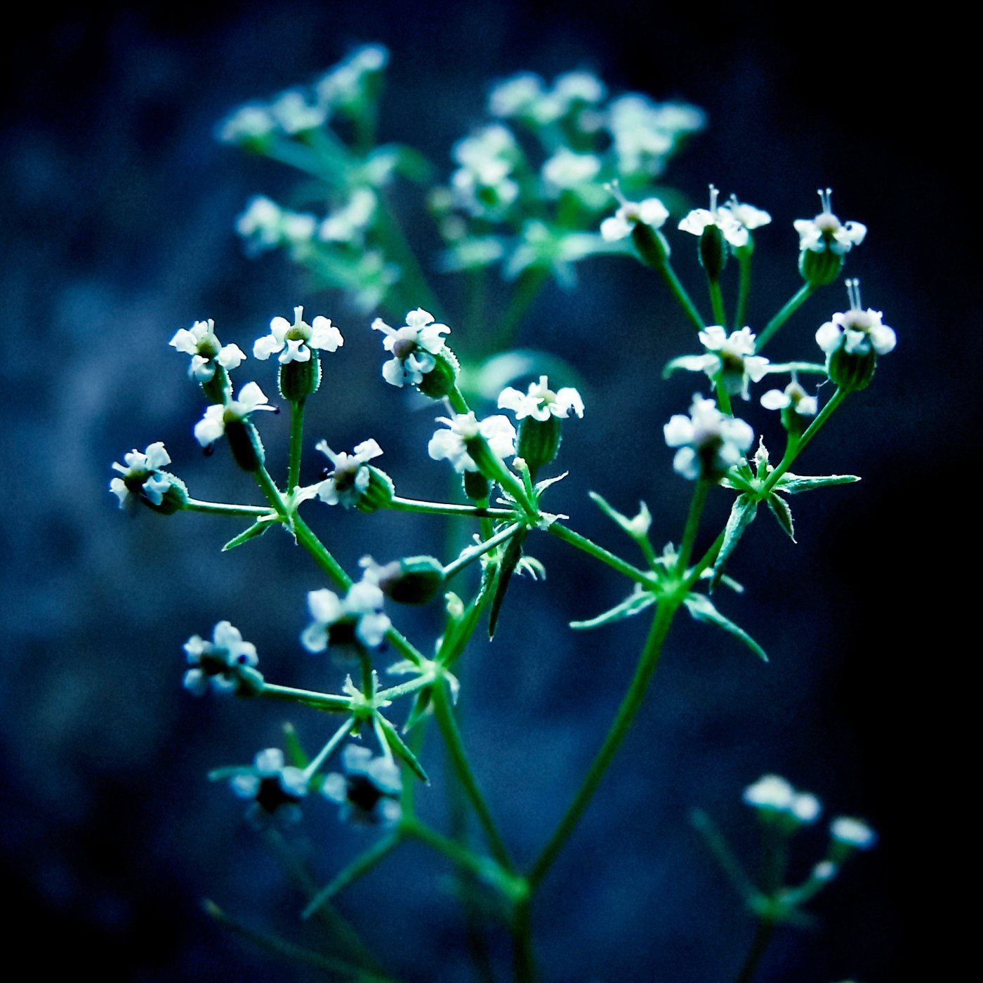 Ajowan eterisk olje (økologisk) - Aromateket