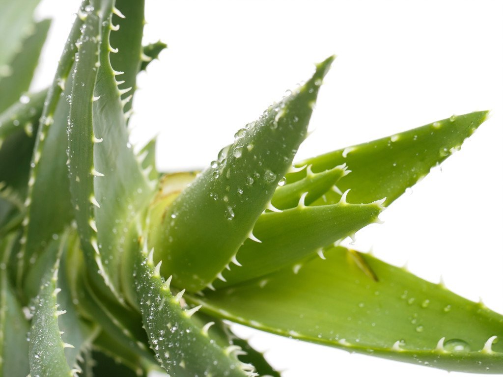 Aloe vera 100X pulver (økologisk) - Aromateket