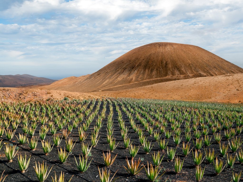 Aloe vera 100X pulver (økologisk) - Aromateket