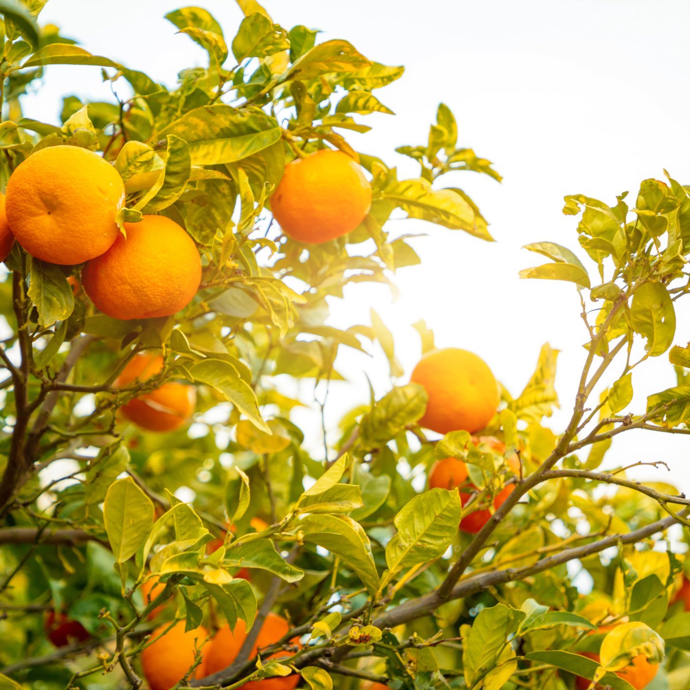 Appelsin eterisk olje (økologisk) - Aromateket