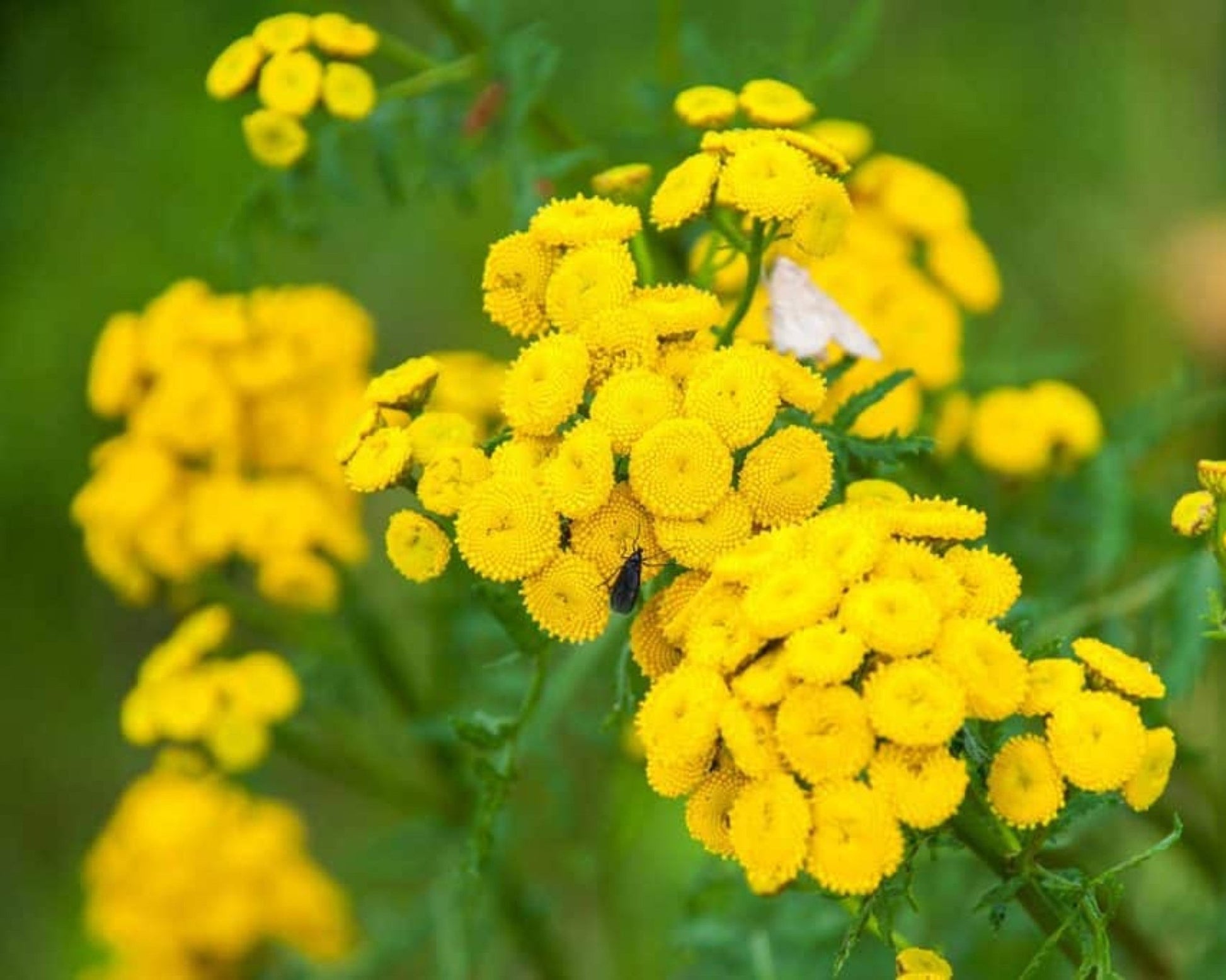 Blue Tansy eterisk olje - Aromateket