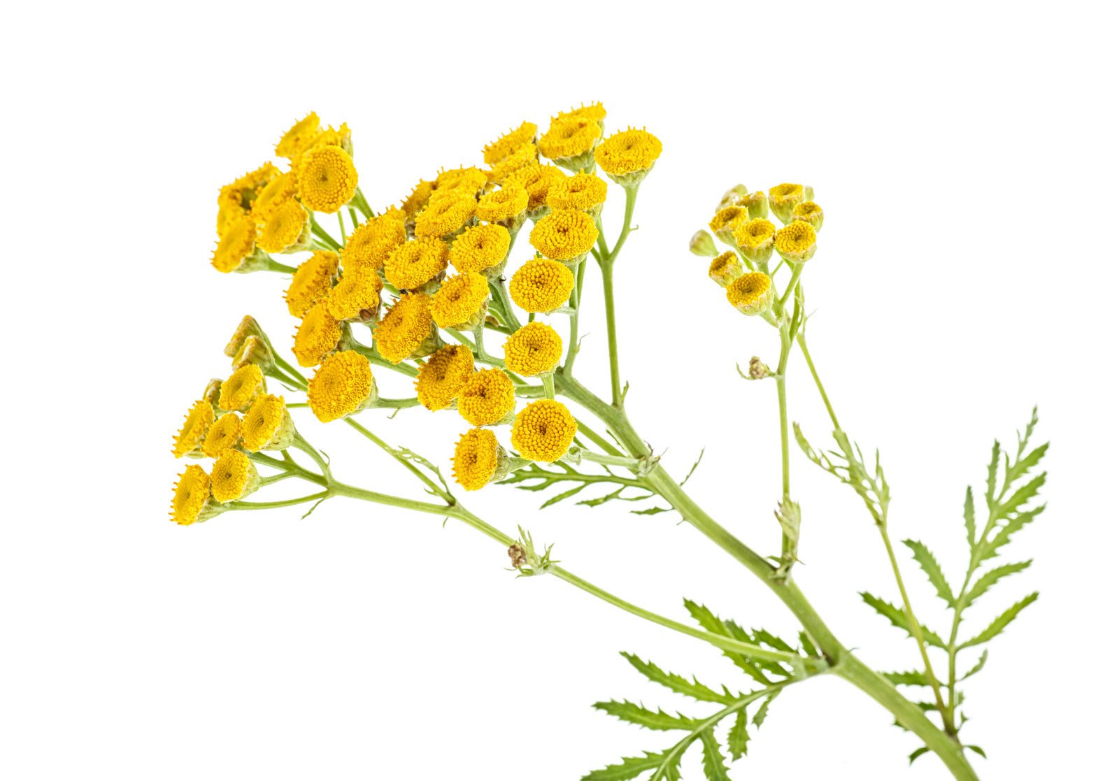 Blue Tansy eterisk olje - Aromateket