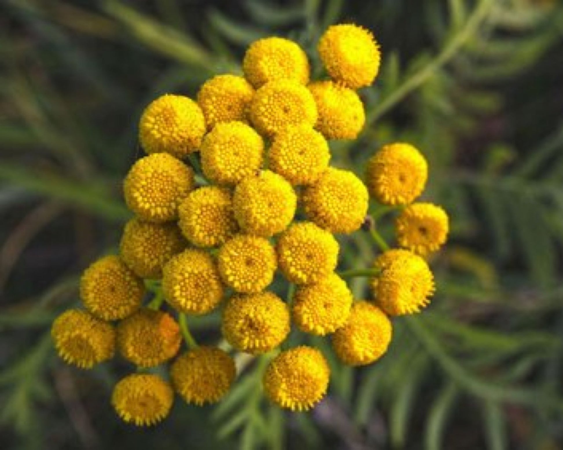 Blue Tansy eterisk olje - Aromateket