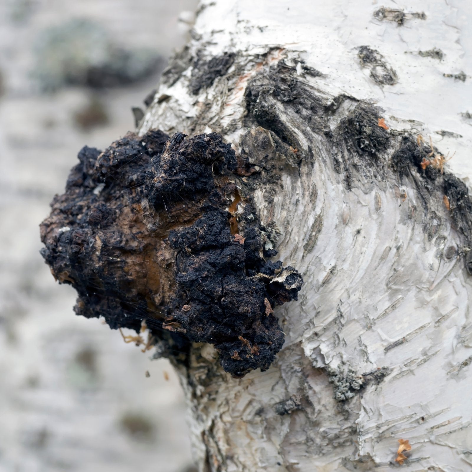 Chaga – Tinktur - Aromateket