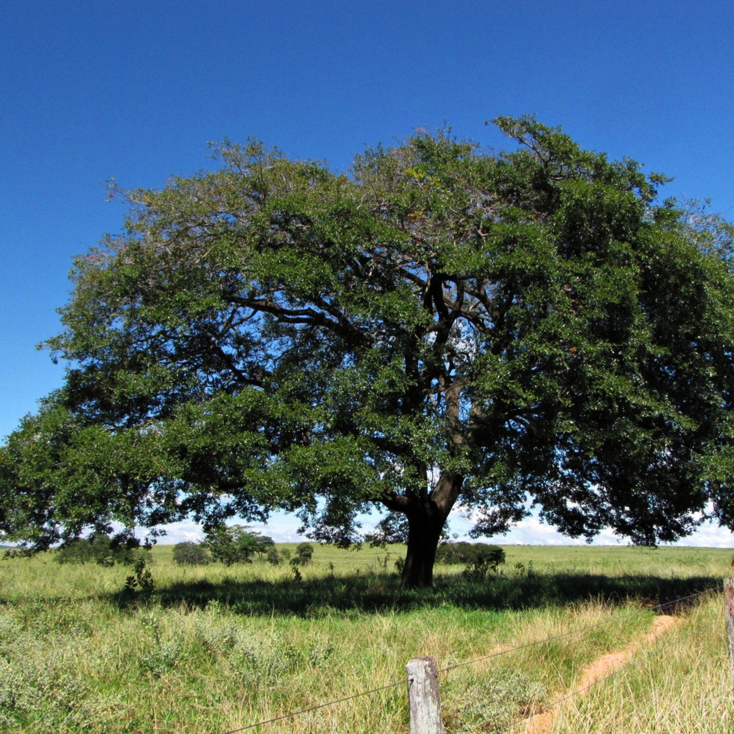 Copaiba eterisk olje (økologisk) - Aromateket