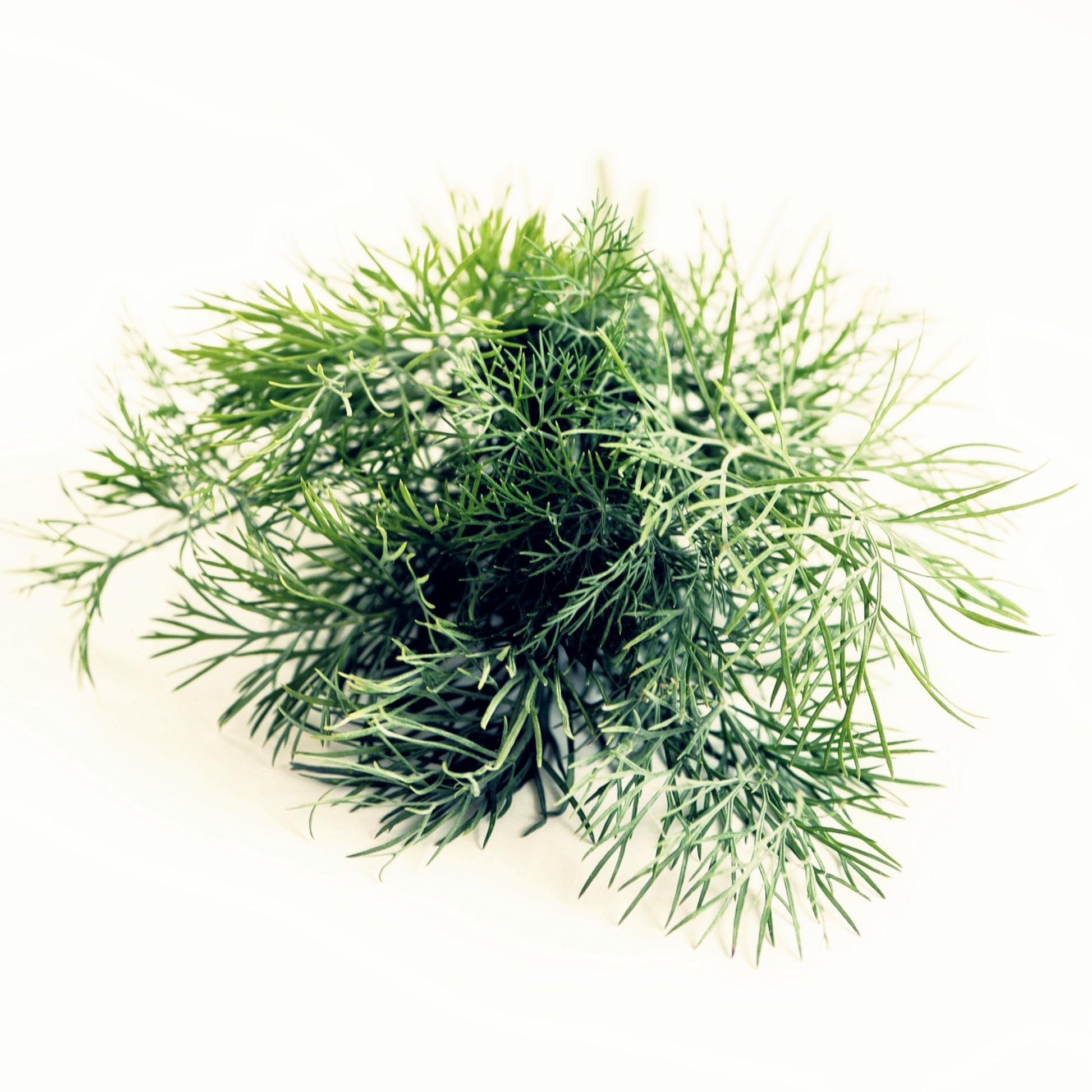 Dill eterisk olje - Aromateket