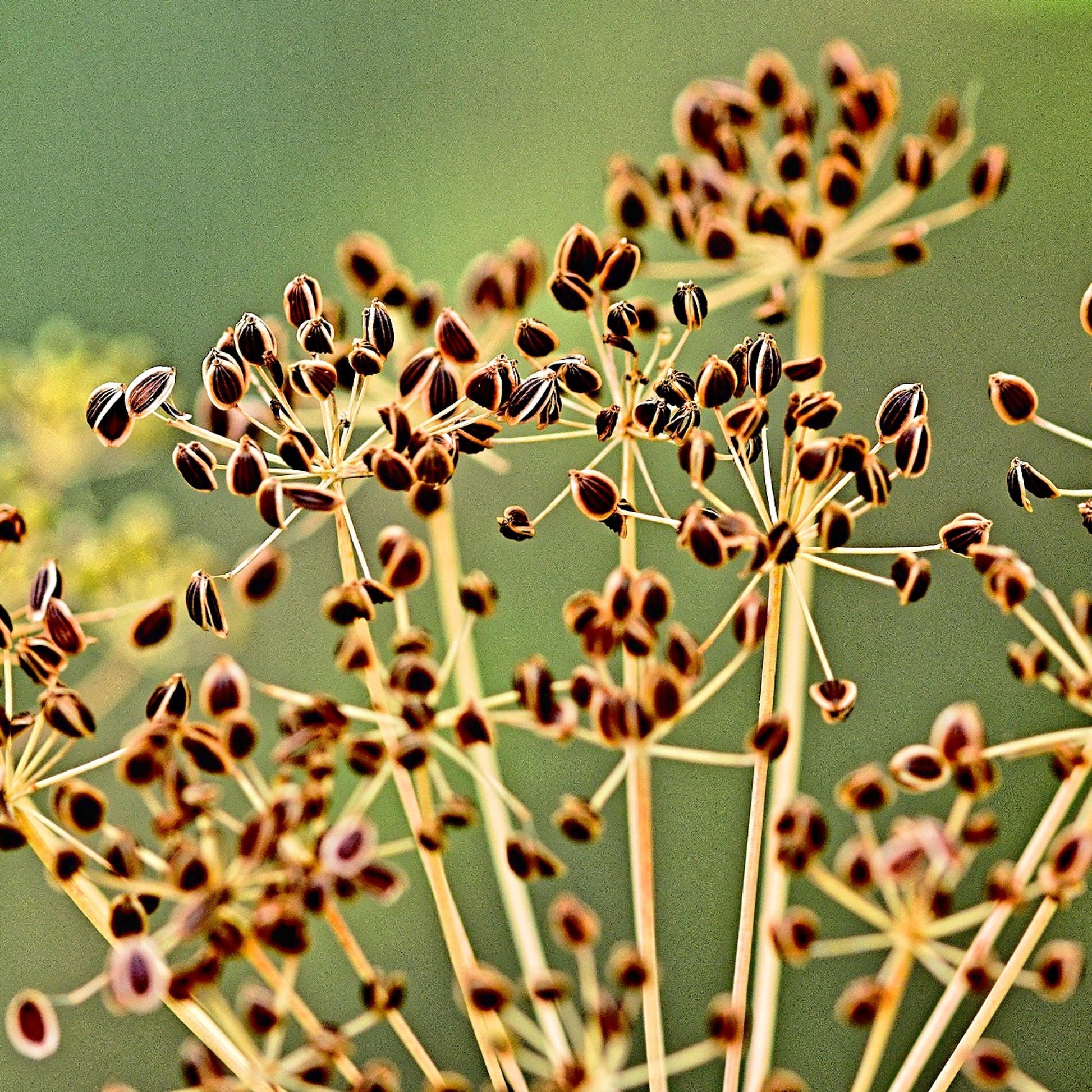 Dill eterisk olje - Aromateket