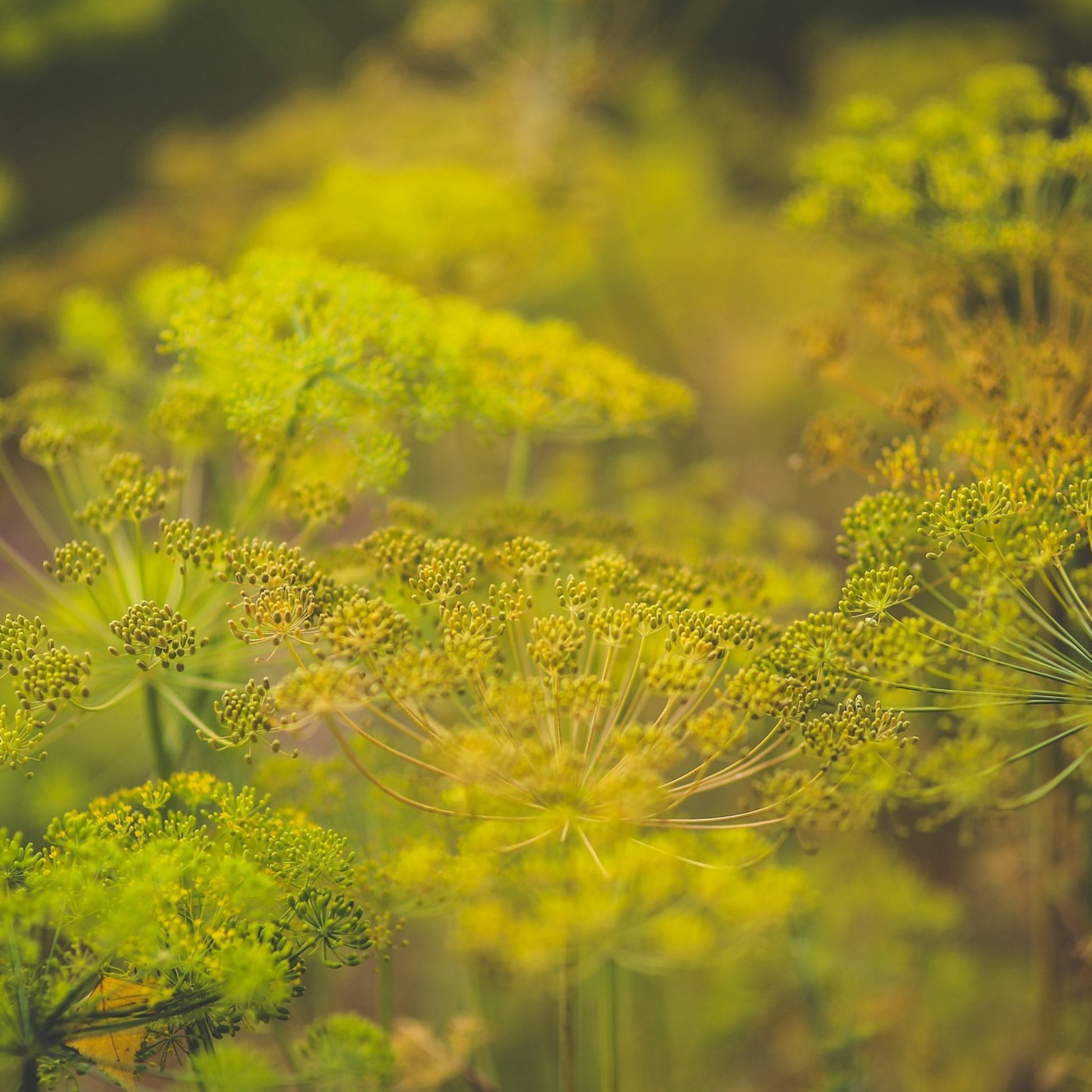 Dill eterisk olje - Aromateket