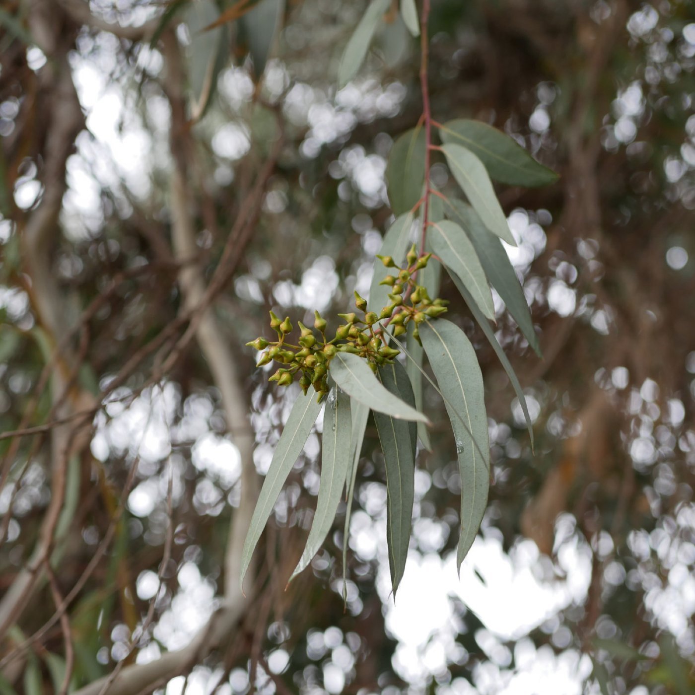 Eukalyptus citriadora (sitroneukalyptus) eterisk olje - Aromateket