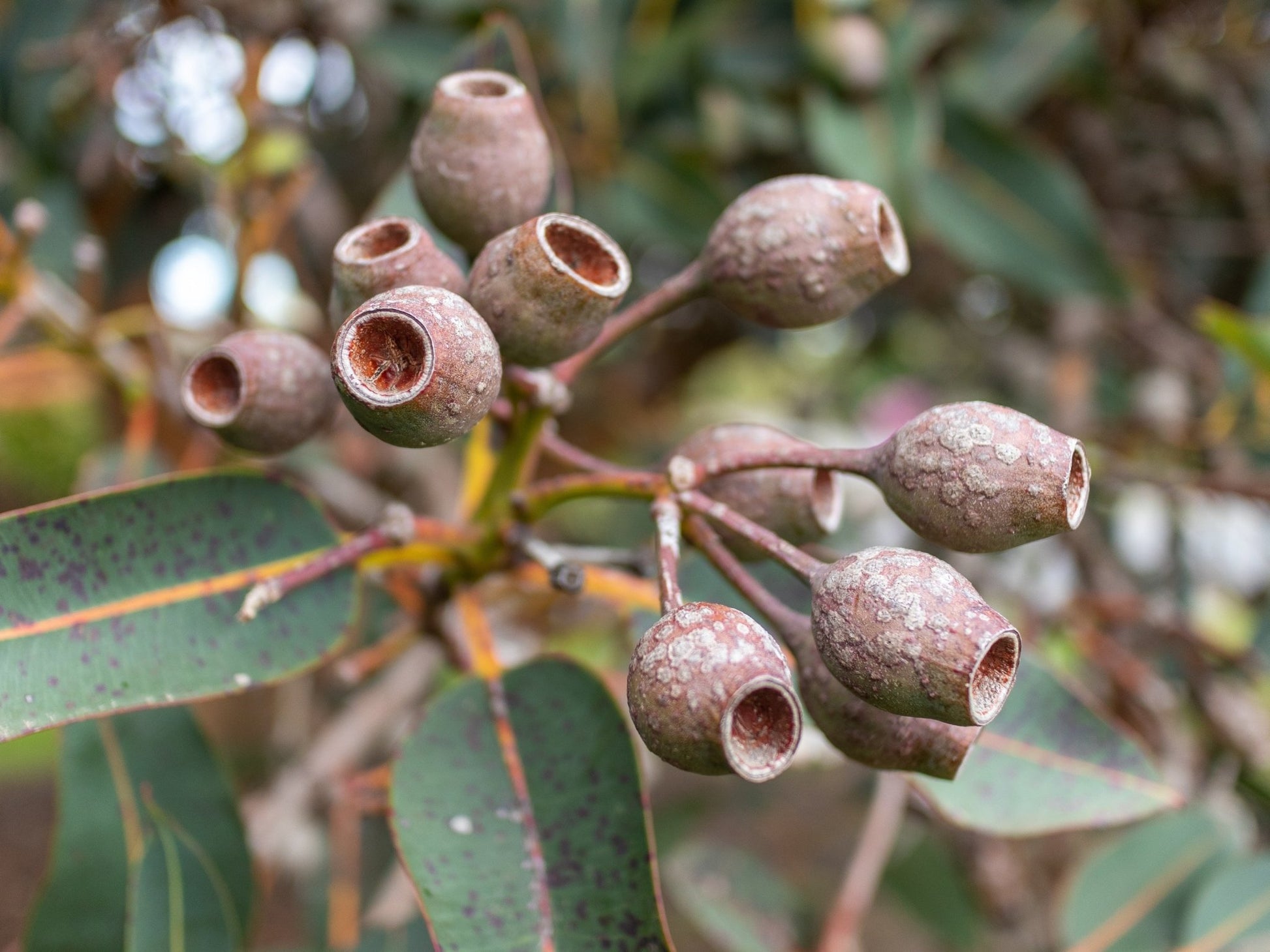 Eukalyptus Dives eterisk olje - Aromateket