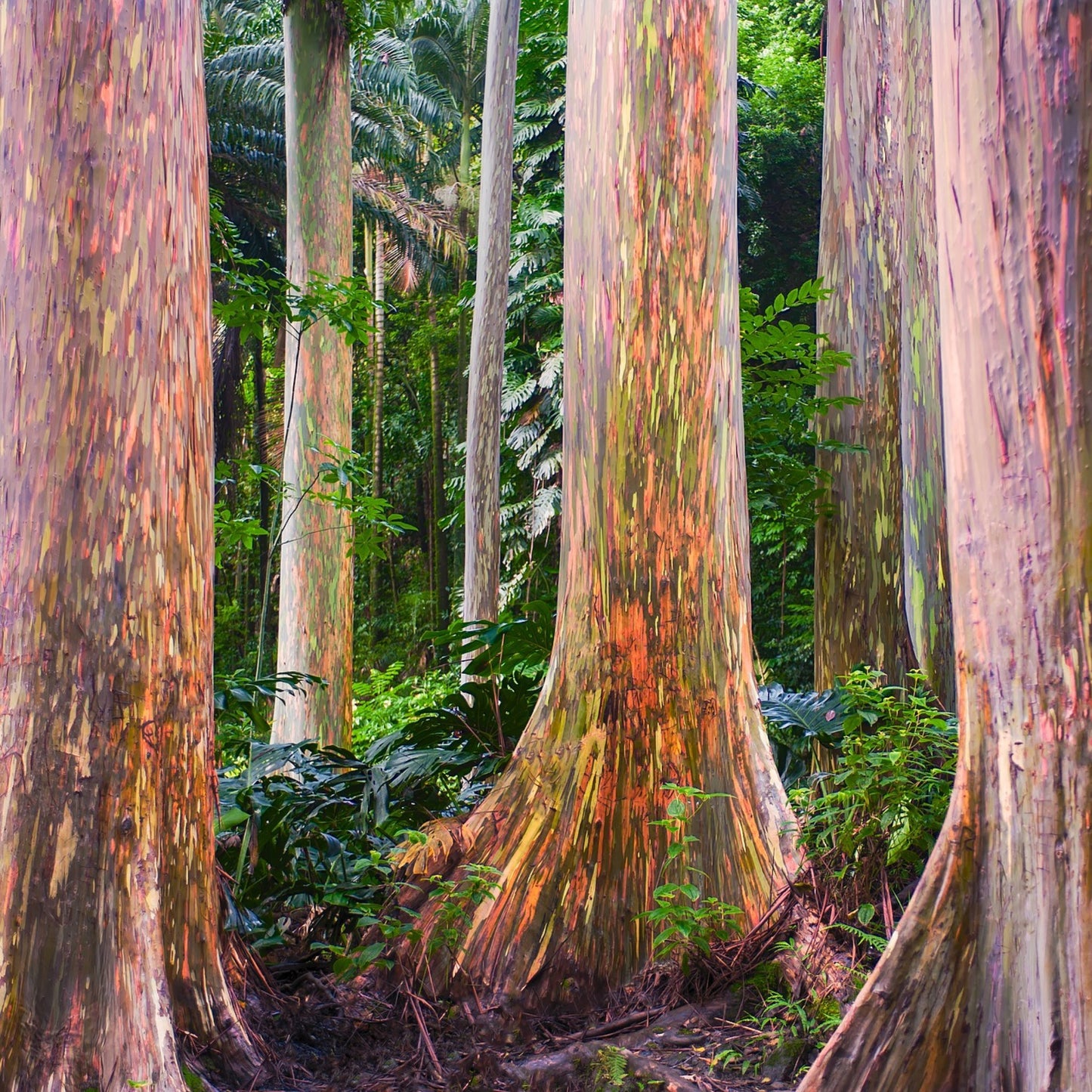 Eukalyptus (globulus) eterisk olje - Aromateket