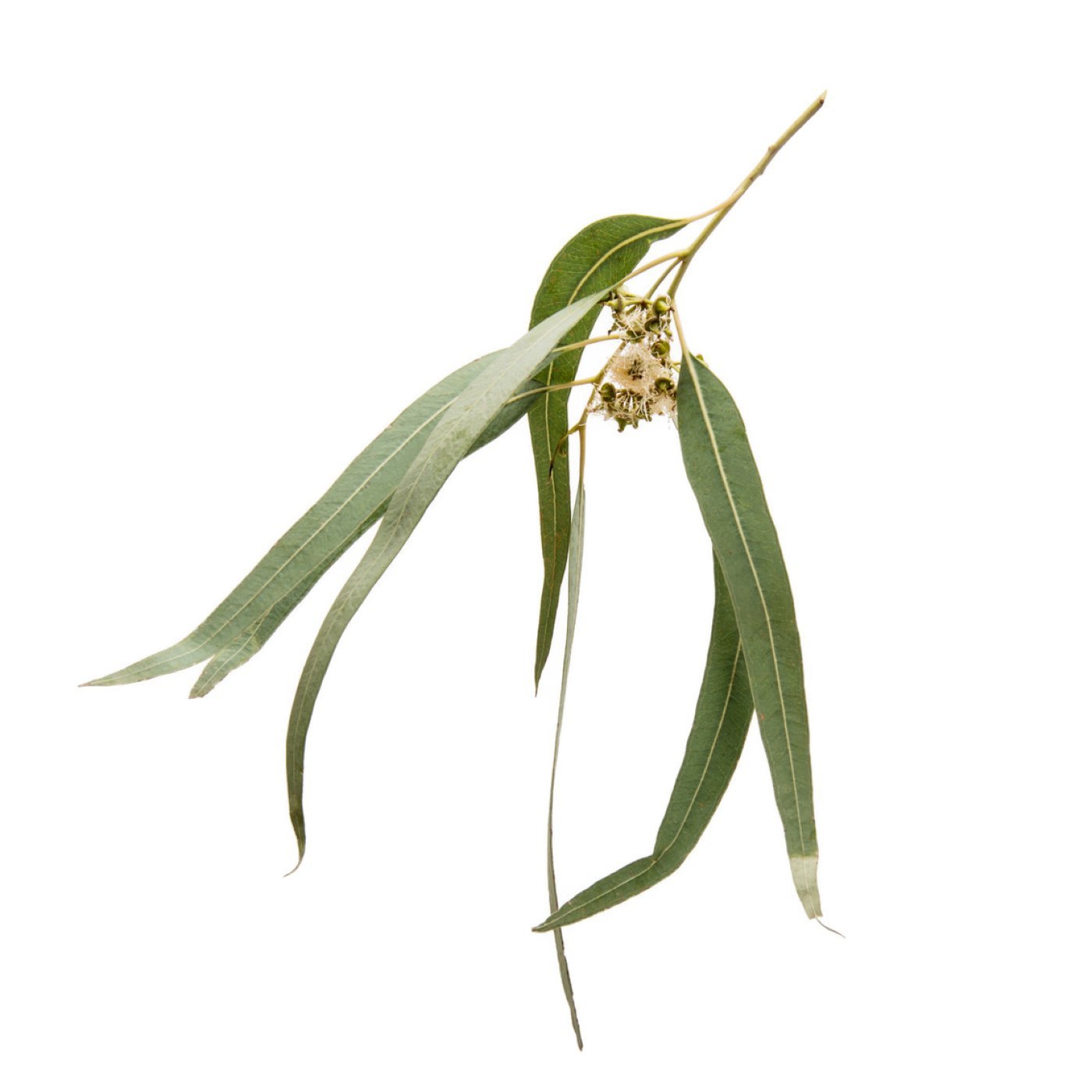 Eukalyptus (radiata) eterisk olje - Aromateket