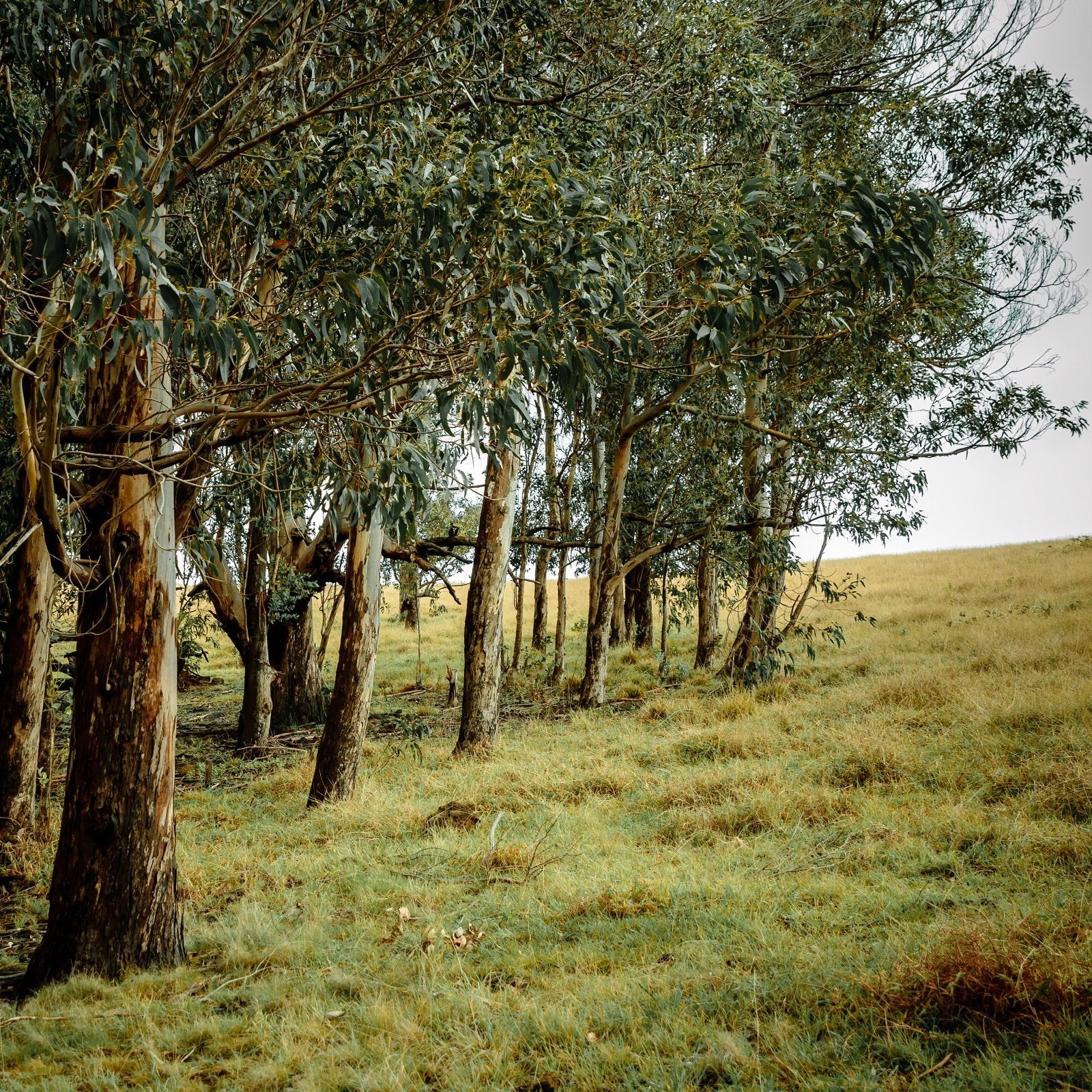 Eukalyptus (radiata) eterisk olje - Aromateket