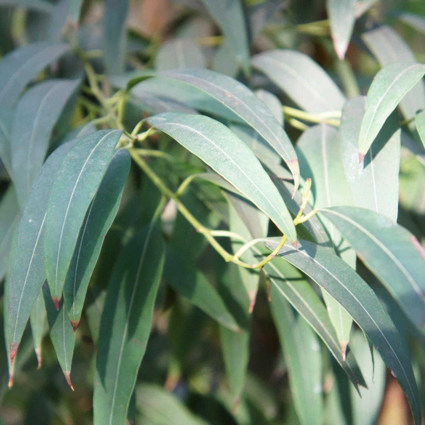 Eukalyptus (radiata) eterisk olje - Aromateket