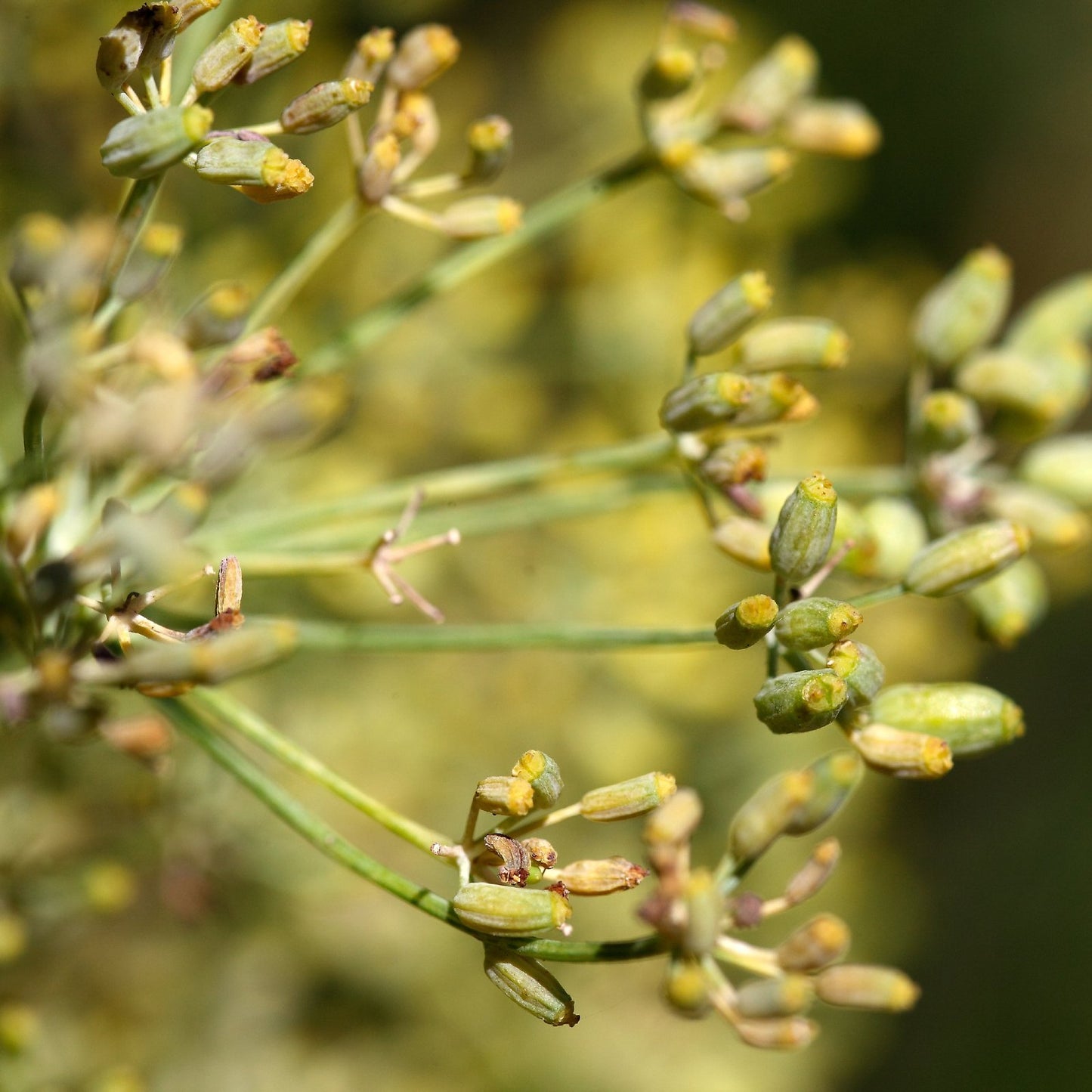 Fennikel (søt) eterisk olje - økologisk - Aromateket