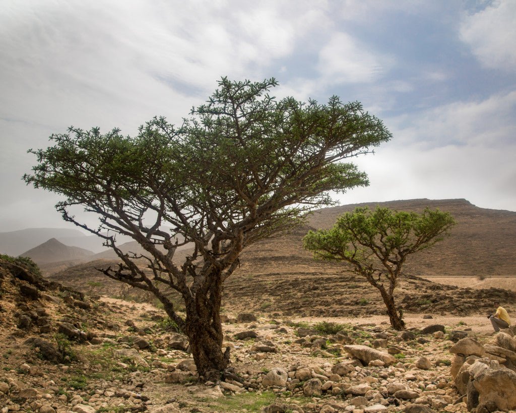 Frankincense frereana (økologisk) - Aromateket