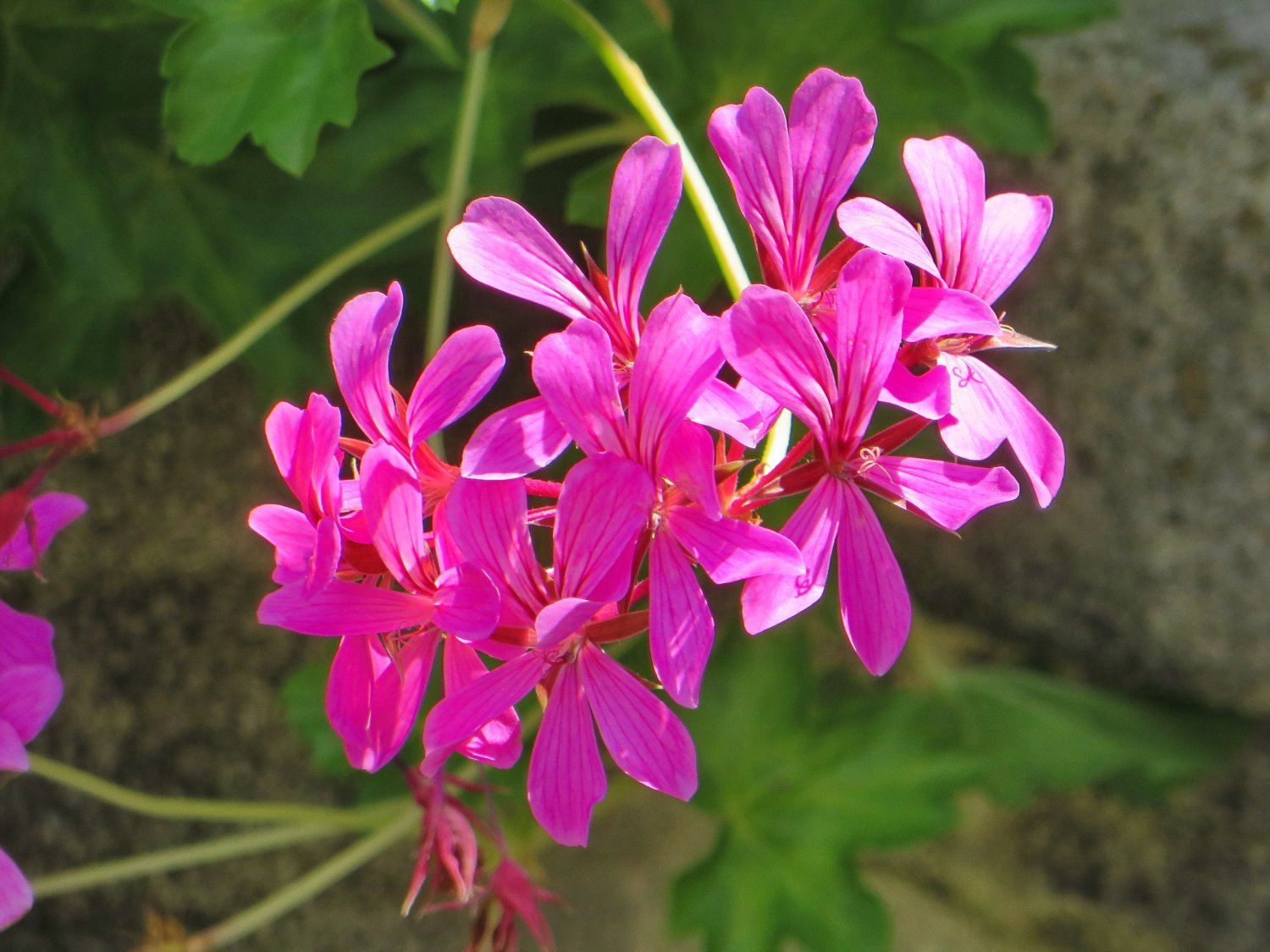 Geranium eterisk olje (økologisk) - Aromateket