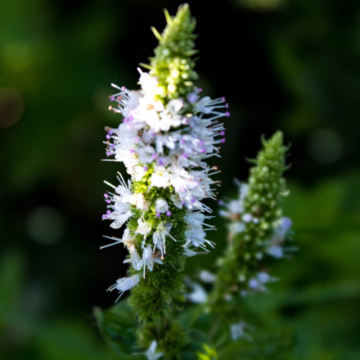 Grønnmynte eterisk olje - Aromateket