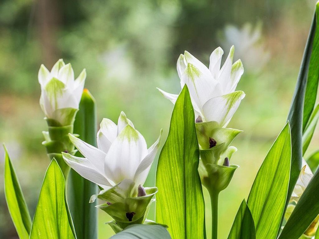 Gurkemeie eterisk olje - Aromateket