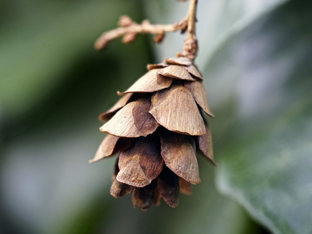 Hemlokkgran eterisk olje - Aromateket